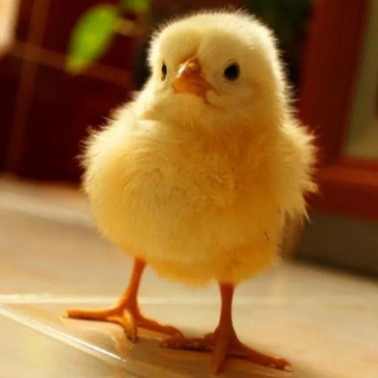 Маленькие цыпы. Цыпленок. Милый цыпленок. Желтый цыпленок. Смешной цыпленок.