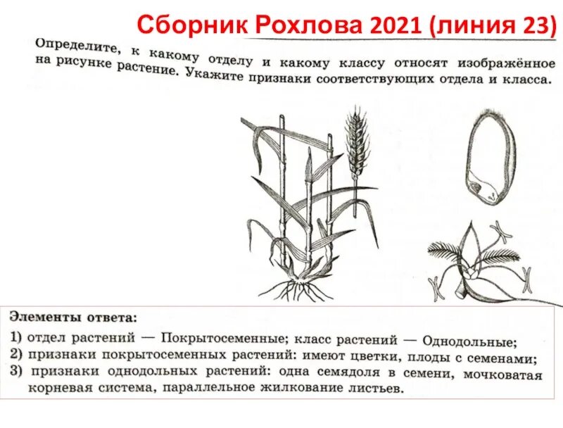 Рохлов варианты егэ 2023. Задания из Рохлова. Рисунки из сборника Рохлова. Рисунки ЕГЭ из Рохлов. Рисунок корневые системы ЕГЭ Рохлов.