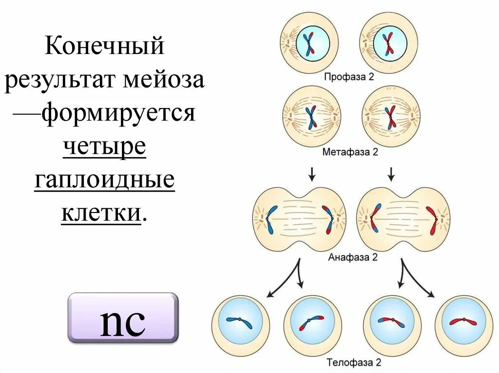 Второй фазой деления клетки