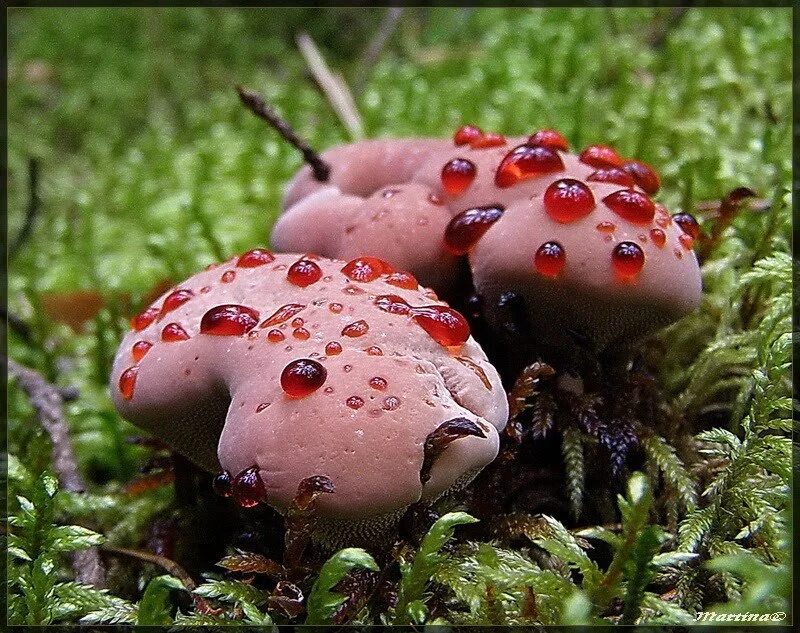 Ежовик кровоточащий / Hydnellum peckii. Ядовитые грибы Гиднеллум. Странные грибы. Uhb 500 mt