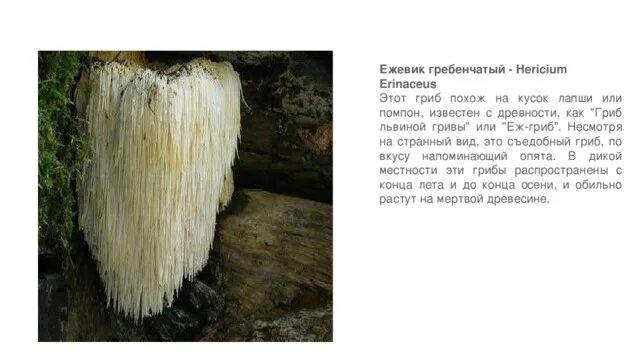 Ежовик гребенчатый - гриб, незаменимый для здоровья Грибы, Выращивание ежевики, 