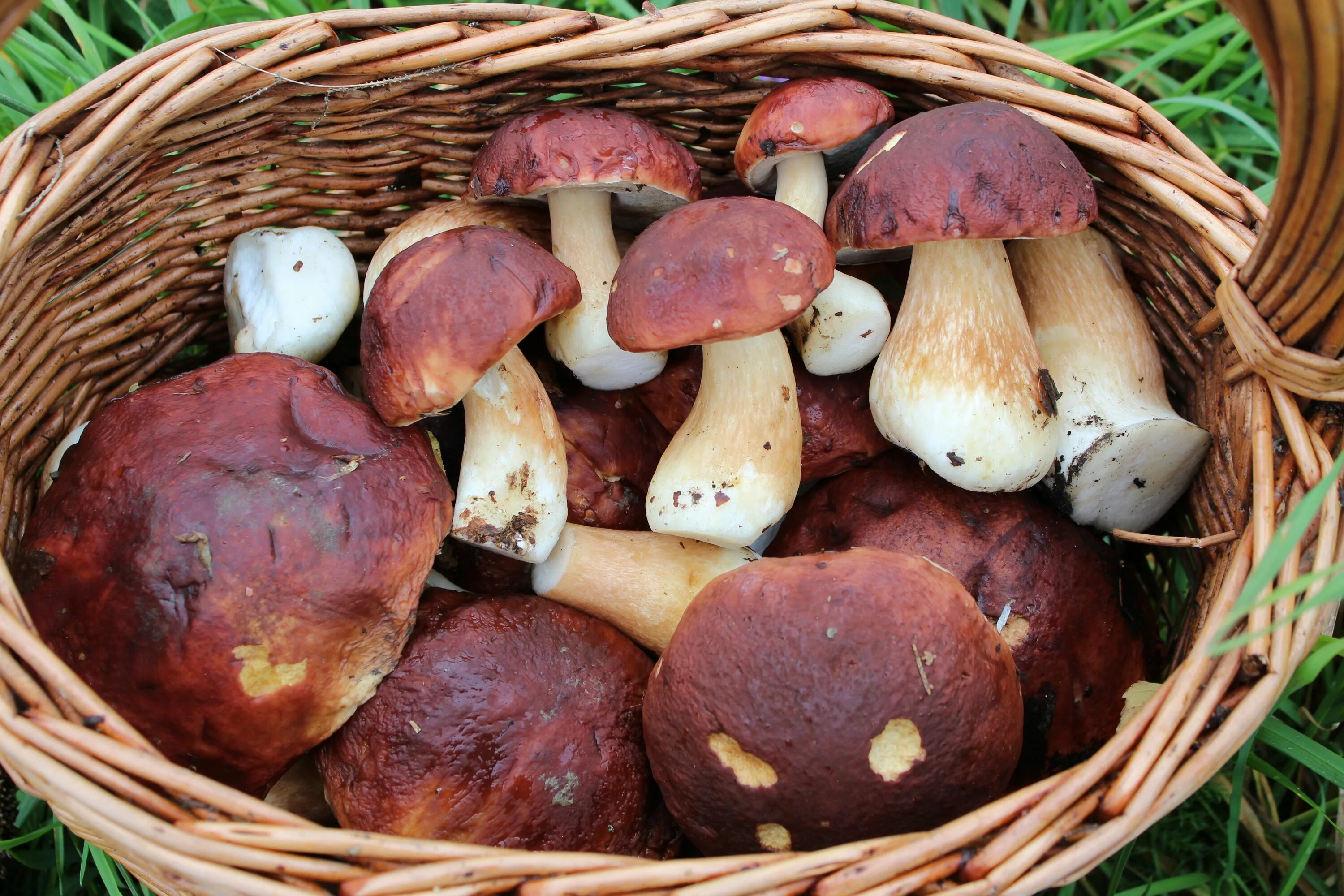 Боровик - белый гриб Боровик. Boletus edulis – белый гриб. Гриб Боровик маслята белый гриб. Боровики грибы Молдовы. Про боровик