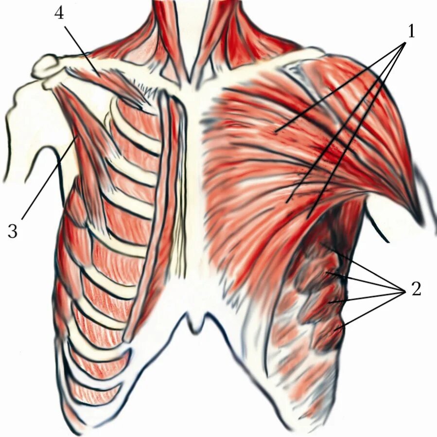 Реберные мышцы анатомия. Мышцы на ребрах спереди. Малая грудная мышца анатомия. Мышцы грудной клетки Синельников.