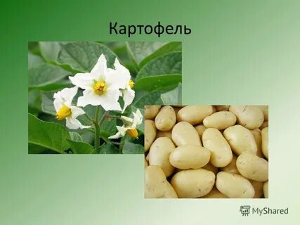 Картофель значение