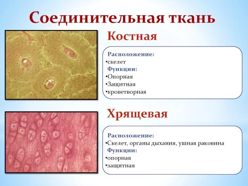 Скелетная хрящевая ткань местоположение
