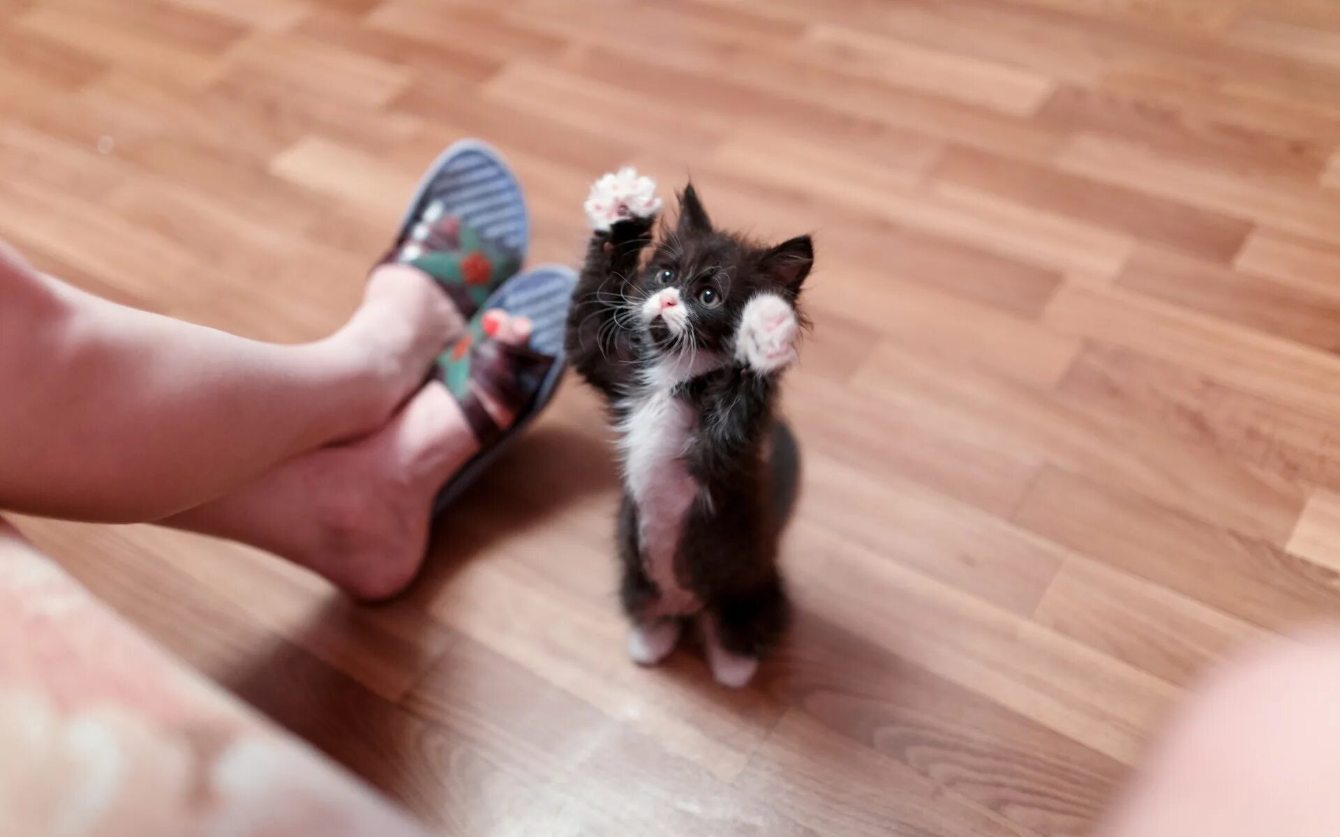 Маленький котенок есть. Ножки кота. Котенок в тапке. Котенок на ручках. Котенок на ноге.
