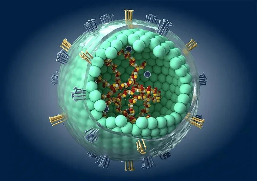 РНК-вирус рода морбилливирусов семейства парамиксовирусов. Вирус кори строение вируса. Вирус кори РНК.