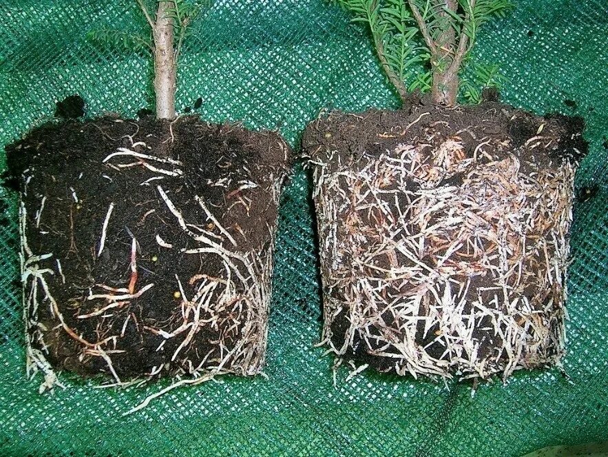 Можно ли поливать корни эпином. Стимулятор корнеобразования корневин. Микориза корневин. Розы корневин черенки.