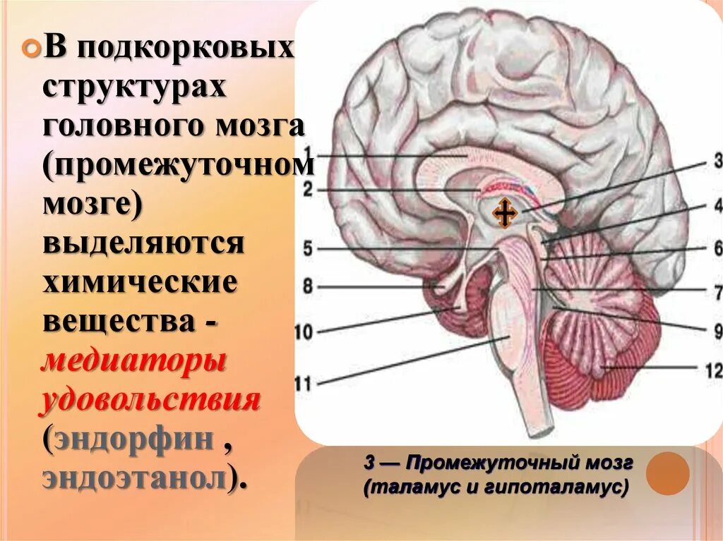 Подкорковые поражения мозга. Подкорковые структуры головного. Подкорковые структуры мозга. Подкорковые отделы головного мозга.