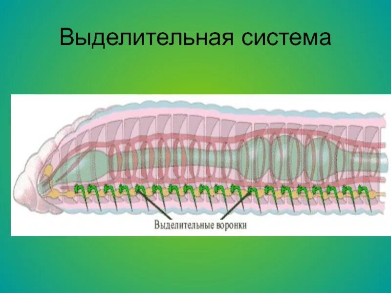 Органы выделительной системы червя