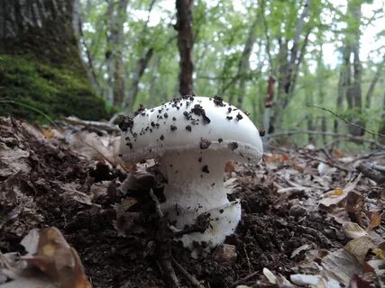 Грибы крыма фото и описание