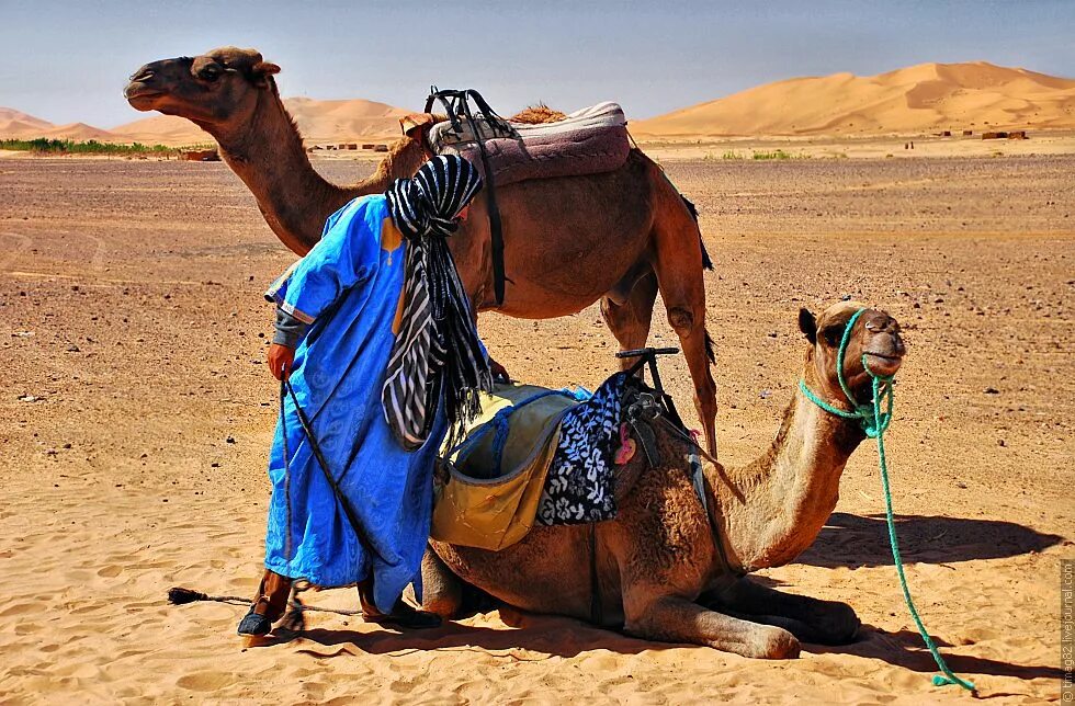 Верхняя одежда бедуинов 6 букв. Бедуин на верблюде. Тунис бедуины. Бедуины Марокко. Арабы бедуины.