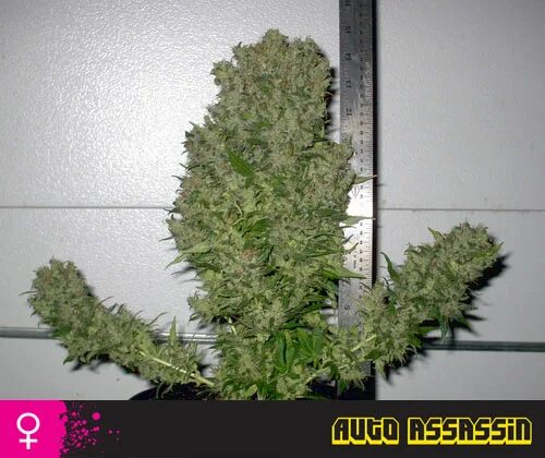 Auto Assassin сорт. Сорт каннабиса Assassin. Auto Assassin сорт описание марихуаны. MAXXI auto конопля. Auto reg