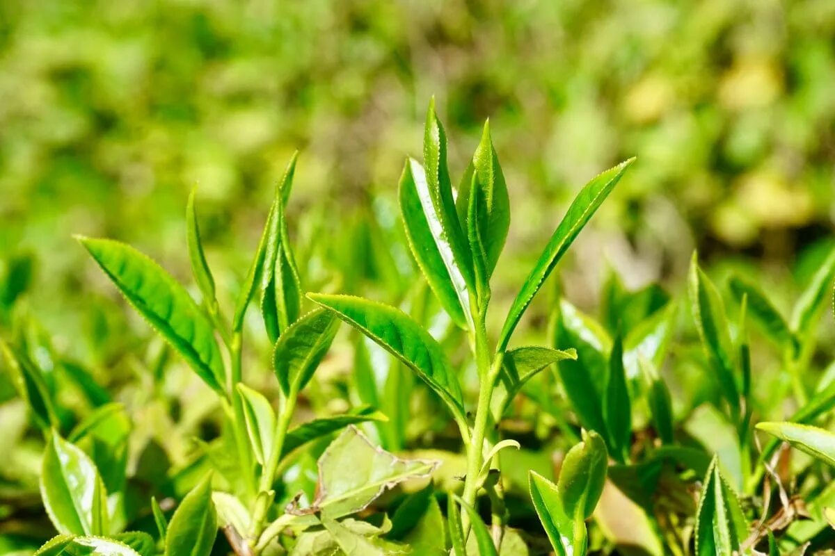 Листья чая купить. Чайный лист. Листья чая. Зеленый чай листья. Зеленый чай листья густые.