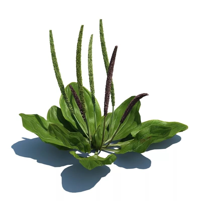 подорожник большой и подорожник ланцетолистный. подорожник лесной. подорожник раскраска. подорожник плантайн. подорожник лекарственный.