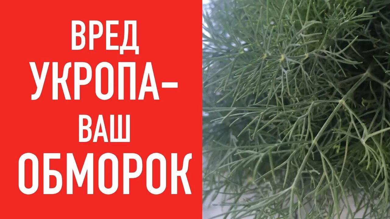 Укроп вред для организма. Укроп вред. Чем вреден укроп. Семена укропа польза. Укроп польза.