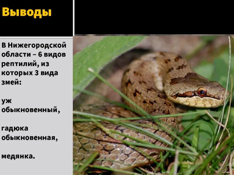 Почему так важно при встрече с гадюкой соблюдать ее личные границы - KP.RU