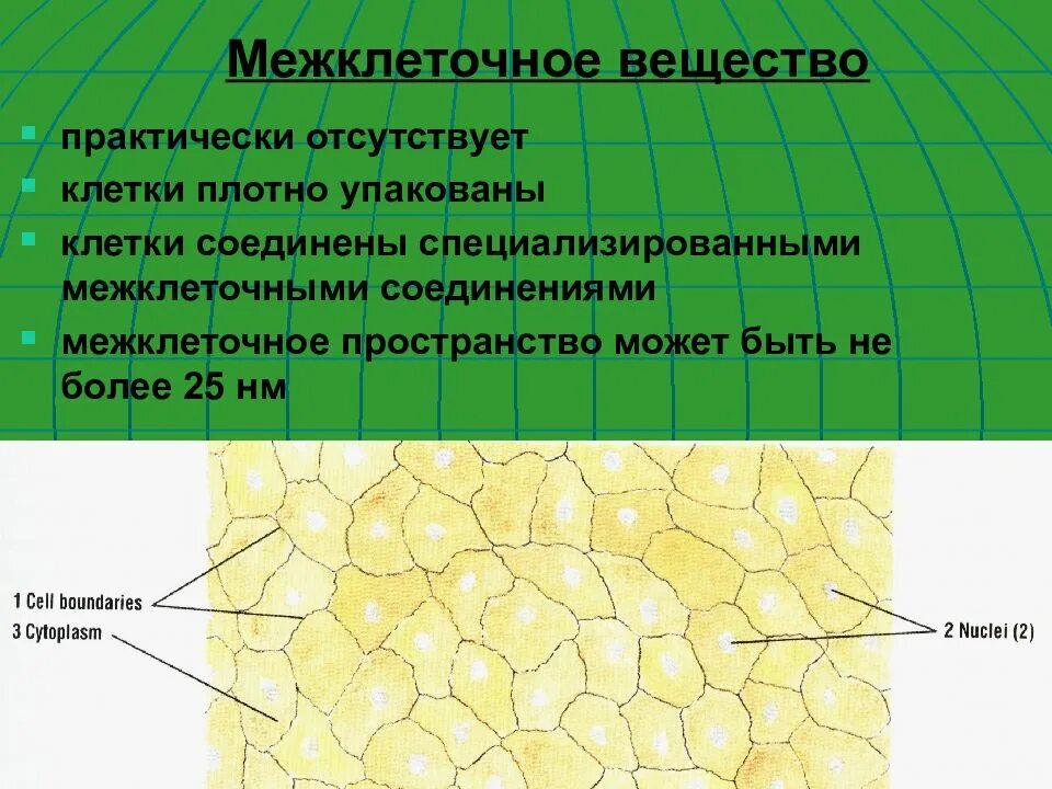 Межклеточное вещество строение функции. Межклеточное пространство. строение межклеточного вещества. межклеточное пространство функции. межклеточное пространство строение.