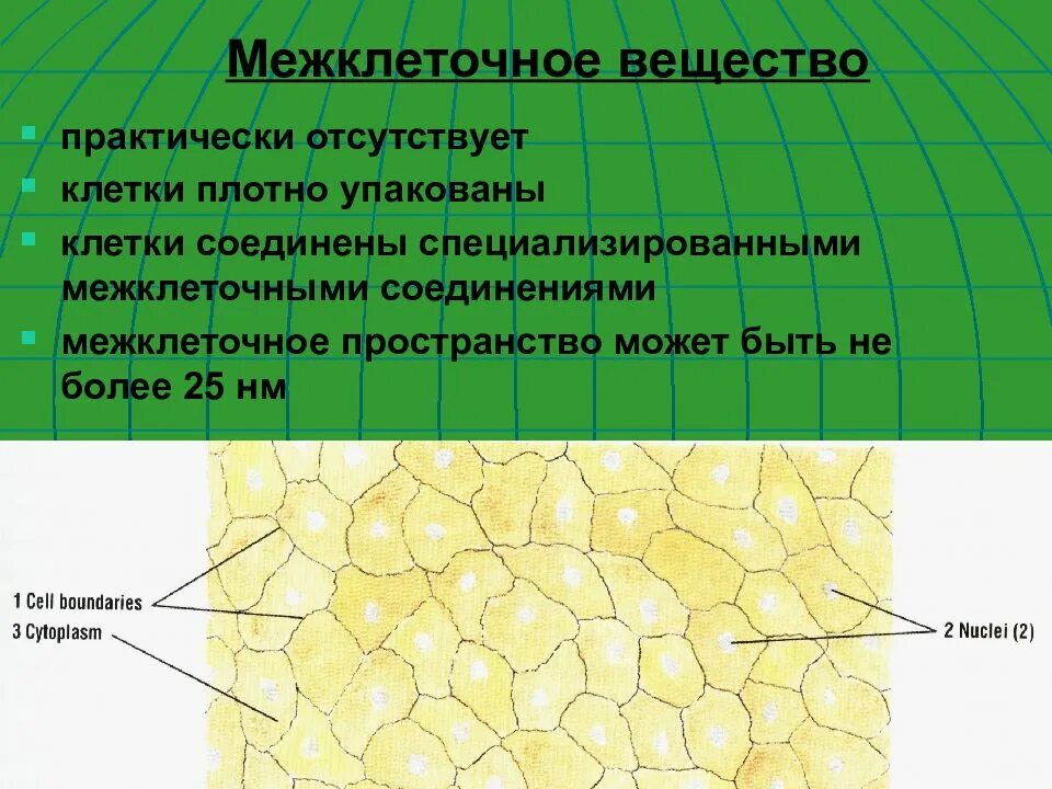 Межклеточное вещество находится. Межклеточное вещество с защитной функцией. Межклеточное пространство. Строение межклеточного вещества. Межклеточное пространство функции.