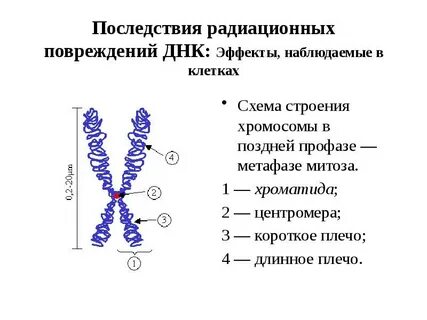 Строение хромосомного набора клетки