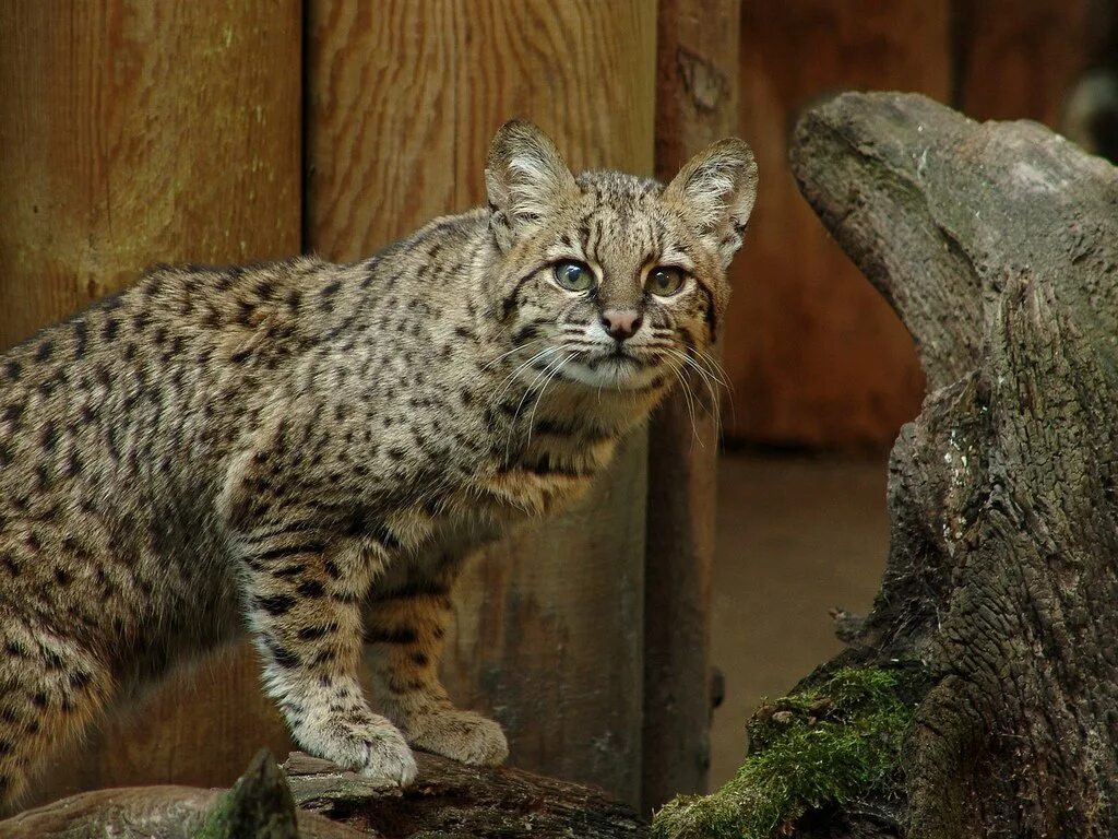 Дикие кошки котов. Кошка Жоффруа Южная Америка. Чилийская кошка кодкод. Дикий кот Жоффруа. Чилийская кошка и Жоффруа.