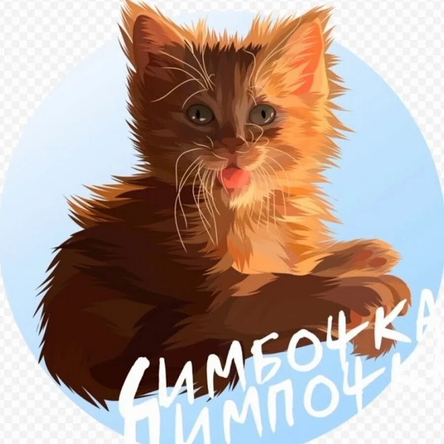 Кот симба видео. Симба младший тик ток. симбочкa пимбочкa. котик симбочка. котик симбочка младший.