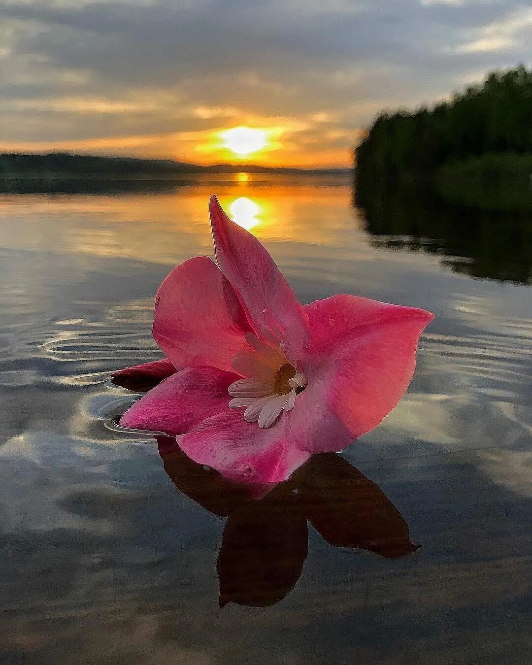 Уютный натюрморт. Композиция в бокале. Радость и удовольствие. Необычные фото. На серфинг.