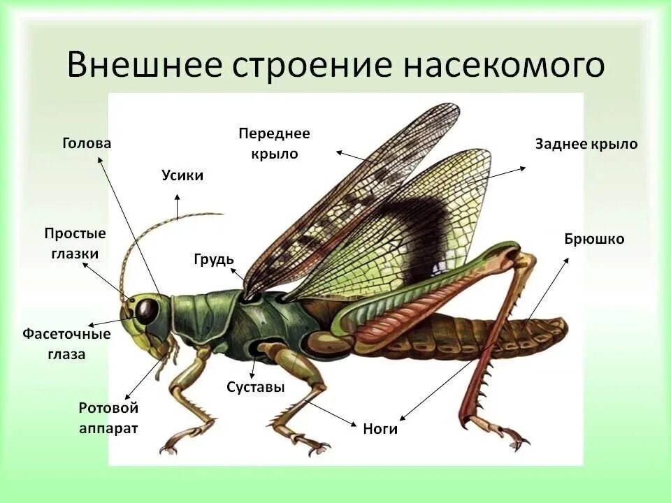 Какие части насекомого изображены. Внутренне и внешнее строение насекомых. Строение членистоногих насекомых. Внешнее и внутреннее строение насекомого биология 7 класс. Внешнее строение насекомого рисунок.