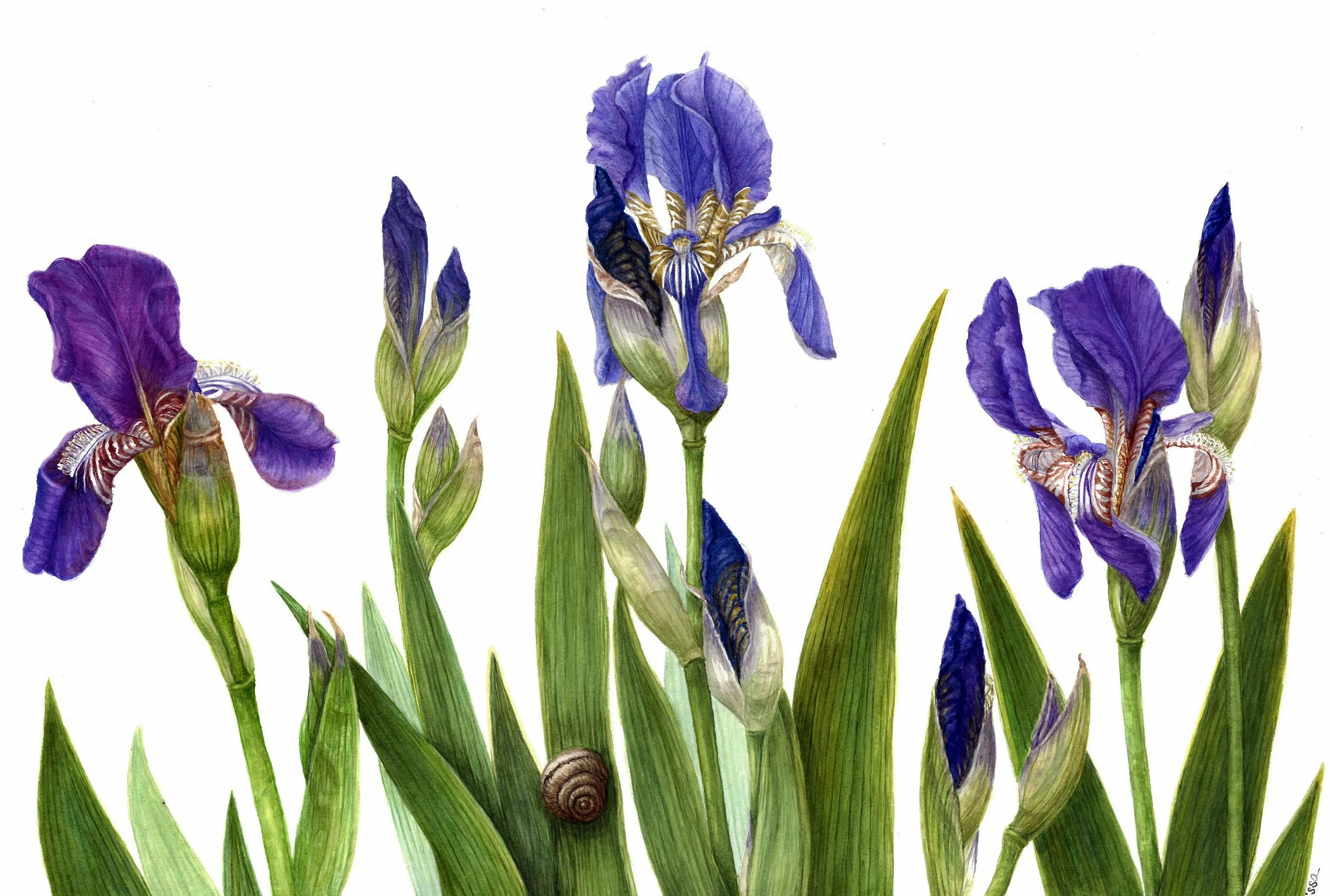 Iris x graphics. Ирис альберта. ирис альберта (iris albertii). marksman ирисы. ирис сбоку.