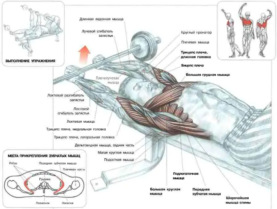 Какие упражнения для развития мышц. Тяга штанги лежа»Pull-over. Пуловер с гантелей лежа какие мышцы работают. Пуловер упражнение для грудных мышц какие мышцы работают. На грудь Пулловер штангой.