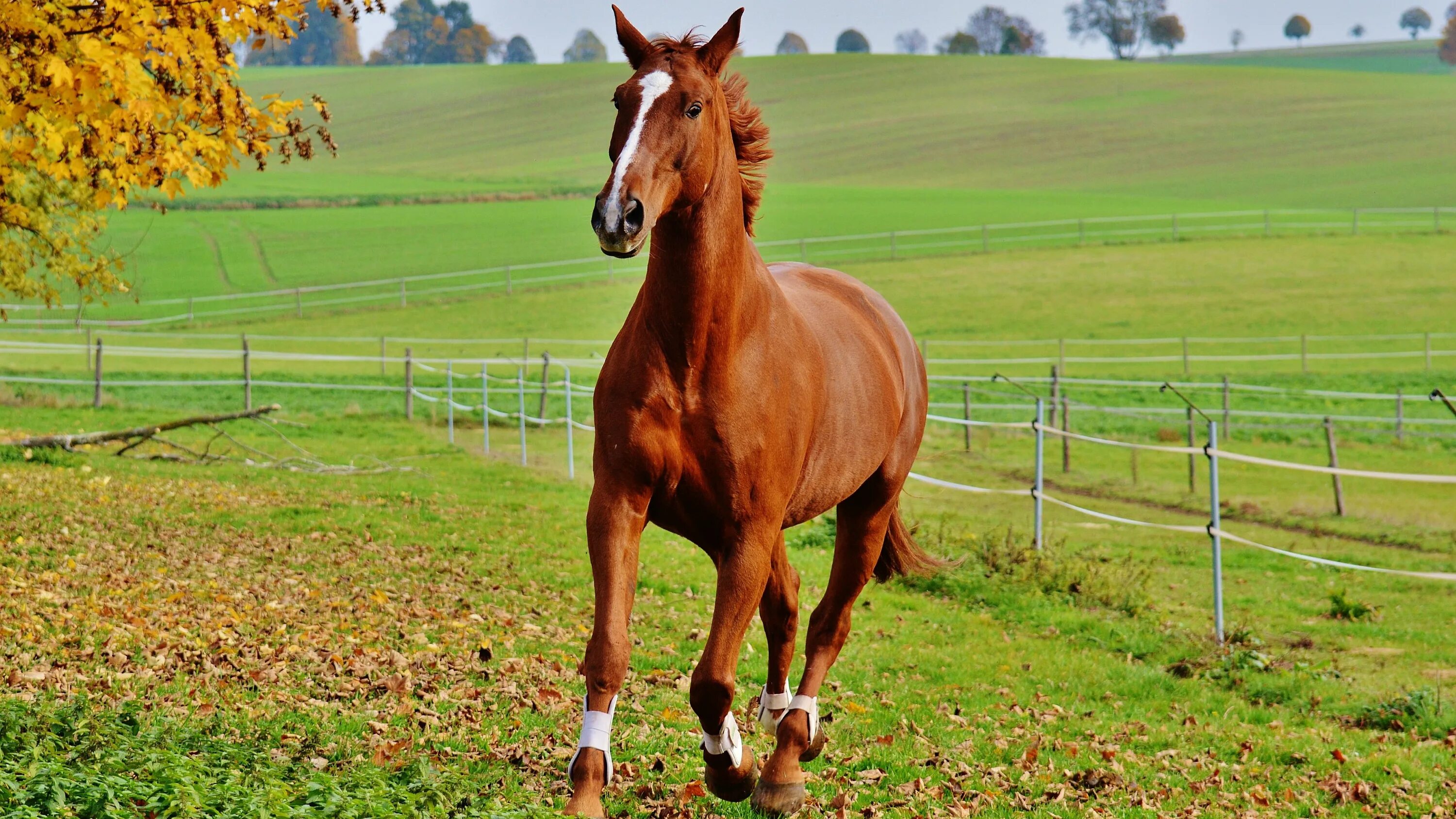 A horse is an animal. Лошади породы марвари. Коричневая лошадь. Обои лошади. Рыжая лошадь.