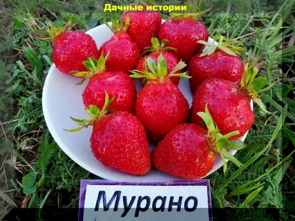 Сорт мурано характеристики