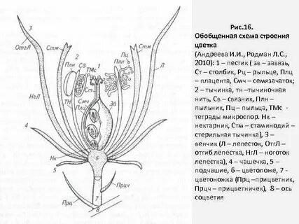 Срез завязи пестика лилии