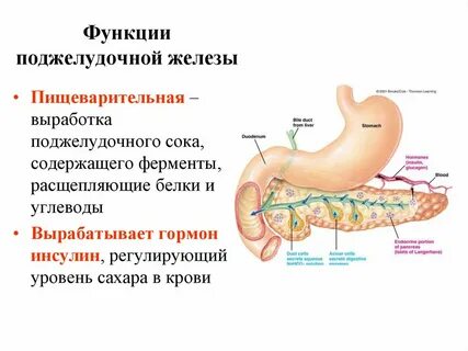 Функции панкреатической железы