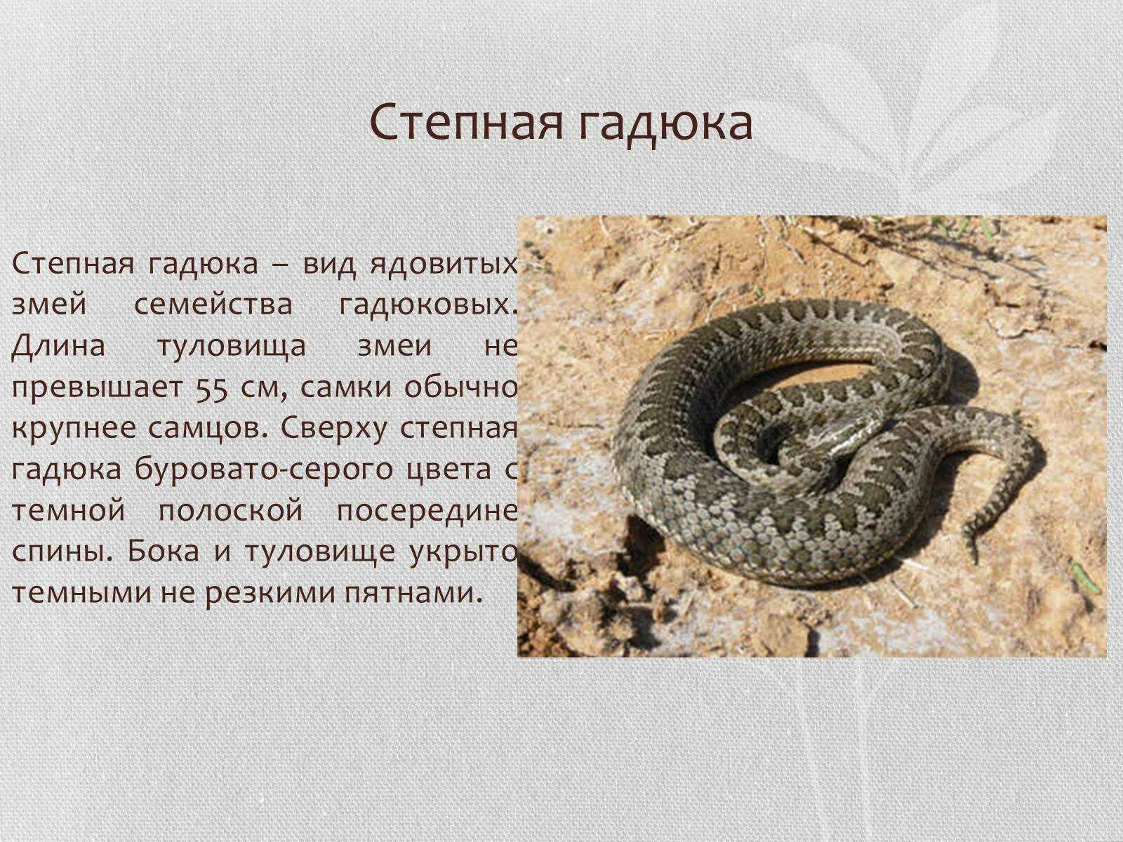 Степная гадюка 4 класс окружающий мир сообщение. Сообщение о степной гадюке 4 класс окружающий мир. степная гадюка описание. информация о степной гадюке. яд степной гадюки.