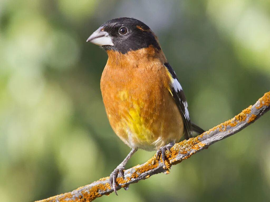 Желто коричневая птичка. Птица с оранжевой головой. Птица с оранжевой грудкой. Оранжевая птица с черной головой. Птица с коричневой грудкой.