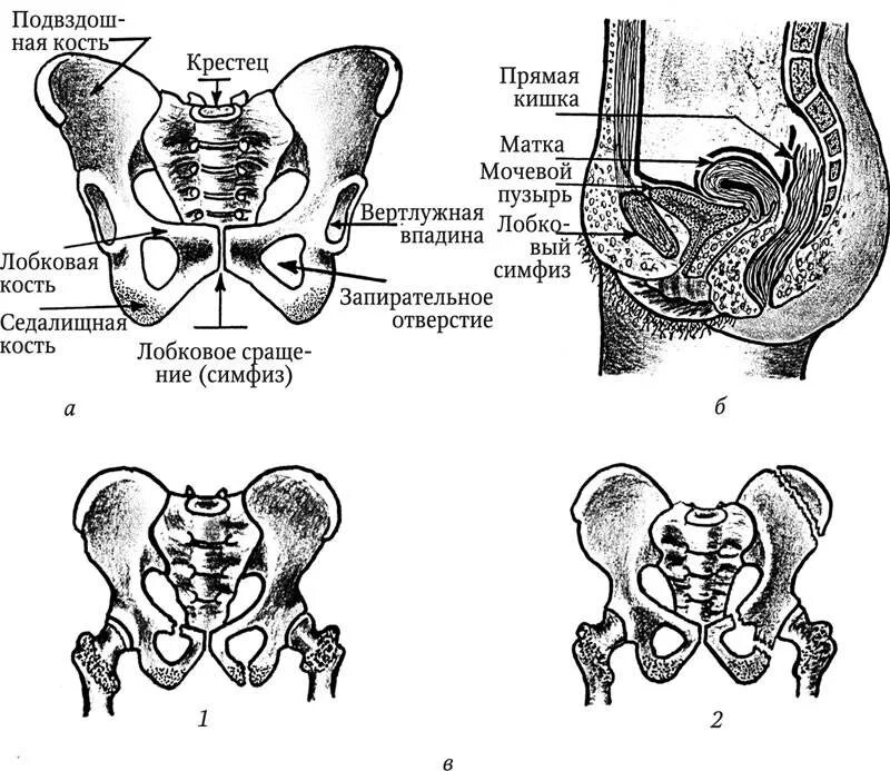 Расположение матки и мочевого пузыря. Лонная кость анатомия таза. Кости лонного сочленения при беременности. Лобковой симфиз анатомия.