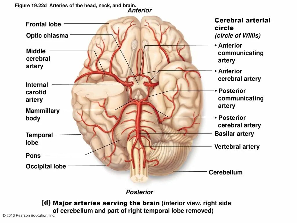 Кровообращение мозга. Виллизиев круг.. Кровоснабжение мозга анатомия. Кровоснабжение передней мозговой артерии. Артерии кровоснабжающие головной мозг. Какая артерия кровоснабжает мозг