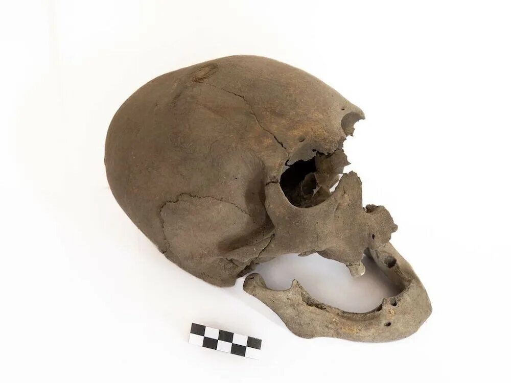 Череп древнего человека и современного. Тешик-Таш захоронение неандерталец.