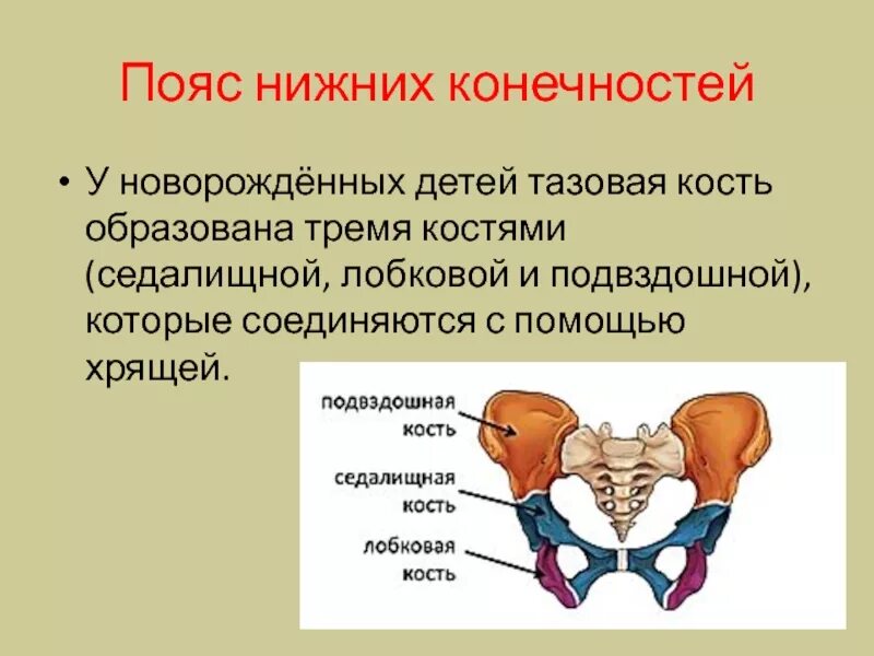 Функции тазового пояса человека. Что относится к тазу. Что относится к тазу. Малый таз схема. Анатомия строение скелет таза.
