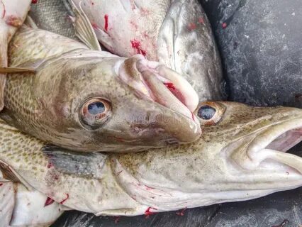 Fished into