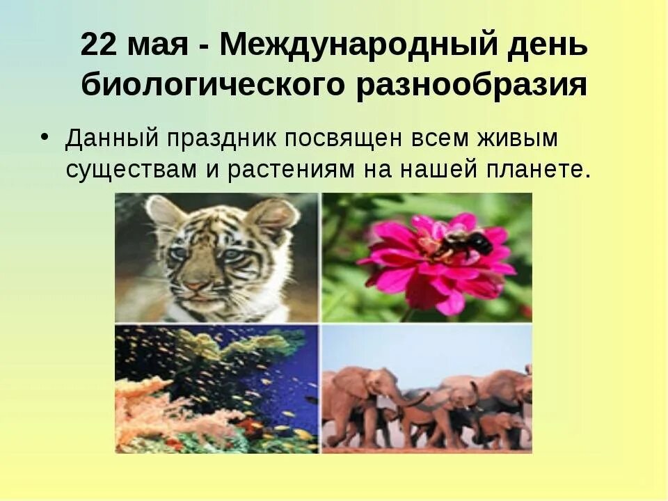 Проблема видового разнообразия. 22 Мая Всемирный день биологического разнообразия. Международный день биоразнообразия. Международный день сохранения биологического разнообразия. 22 Мая день биоразнообразия.