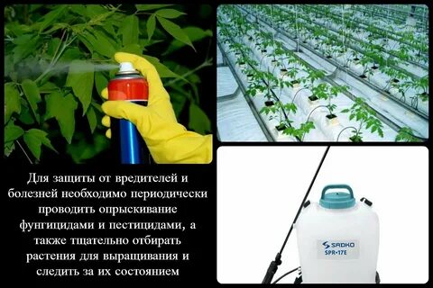 Защита от вредителей и болезней