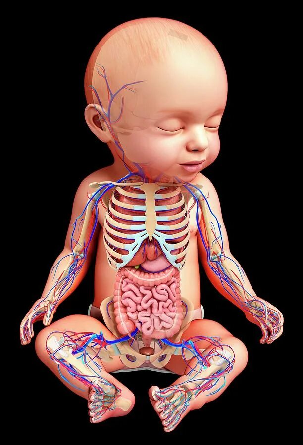 организм новорожденного