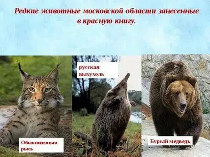 Животные москвы занесенные в красную