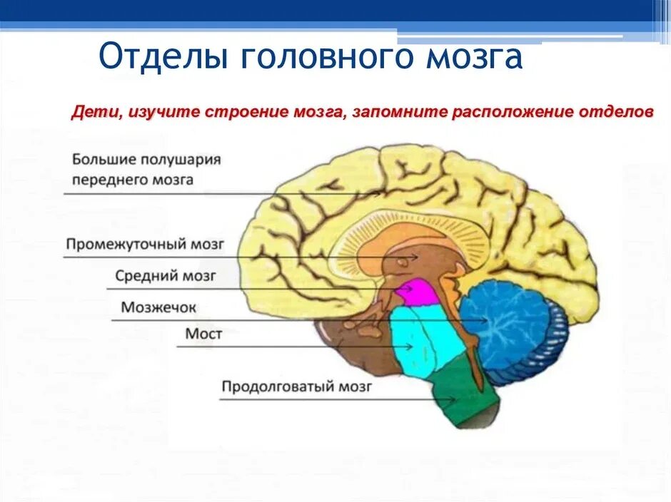 Каковы отделы головного мозга. Функциональные отделы головного мозга. пять основных отделов головного мозга. строение и функции отделов головного мозга человека. головной мозг состоит из 5 отделов.