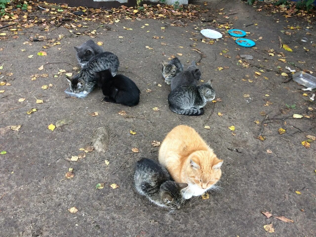 Покажи бездомных котят. Покажи бездомных котят. Покажи бездомных котят. Брошенный котенок. Покажи бездомных котят.