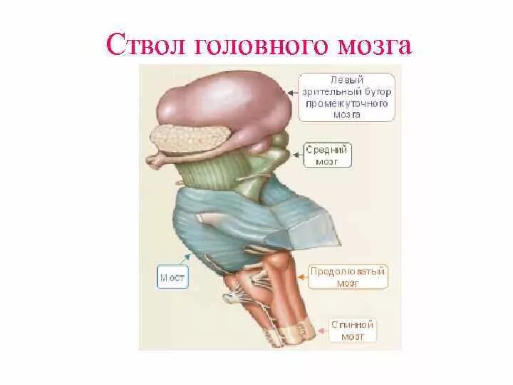 Ствол головного мозга строение. Строение ствола мозга. Стволовая часть головного мозга. Отделы ствола мозга анатомия. В ствол головного мозга входят отделы