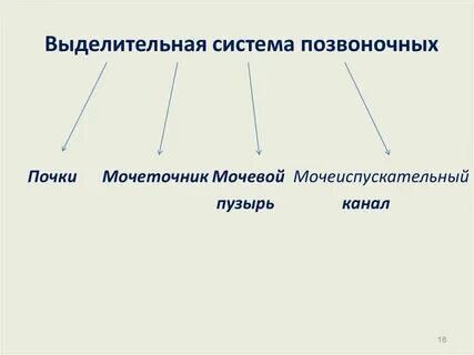 Выделительная система животных презентация