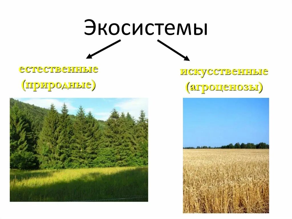 Природные экосистемы 11 класс. Искусственные экосистемы. Природные экосистемы. Естественные и искусственные экосистемы. Естественная экосистема.